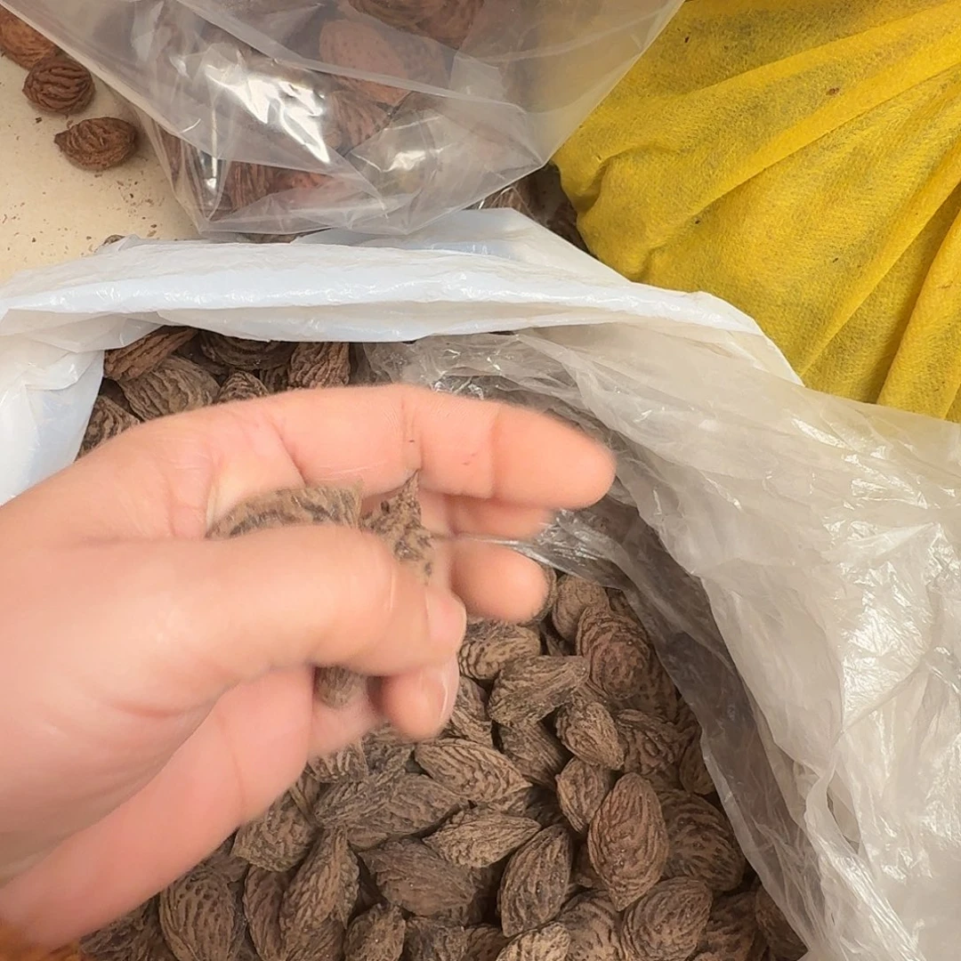 精品野生大桃枭2颗