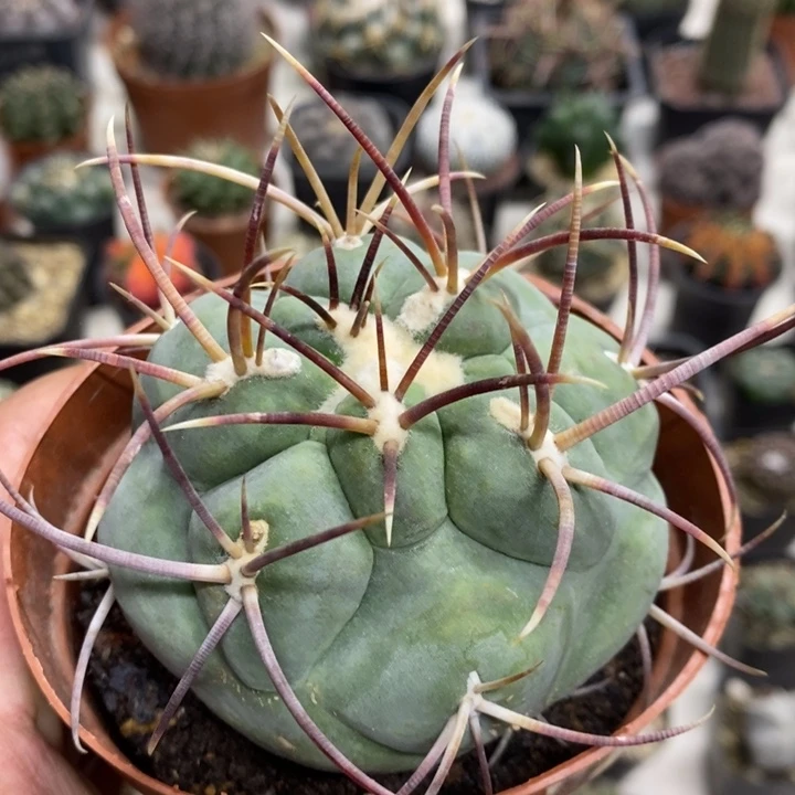 高木菲冠龙特价福利