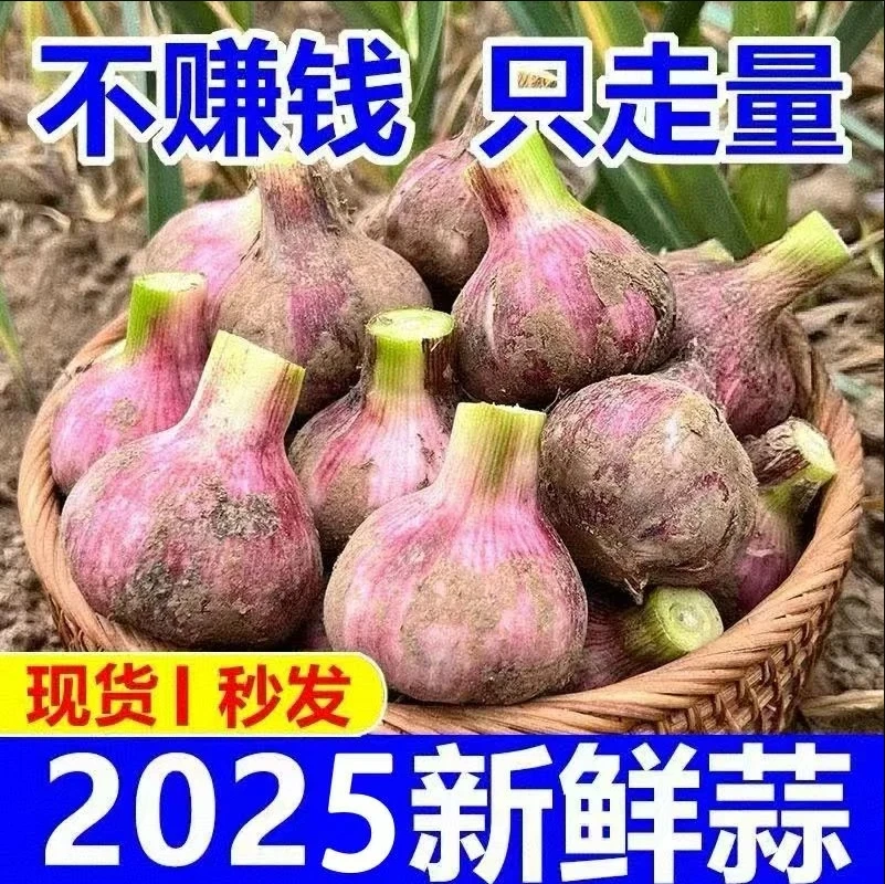 【鲜蒜湿蒜】2025河南新鲜紫白皮大蒜糖醋蒜