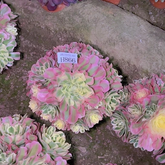 866白凤多肉植物