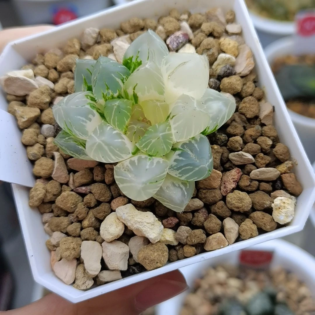 181号OM玉露锦一物一拍带盆土发货