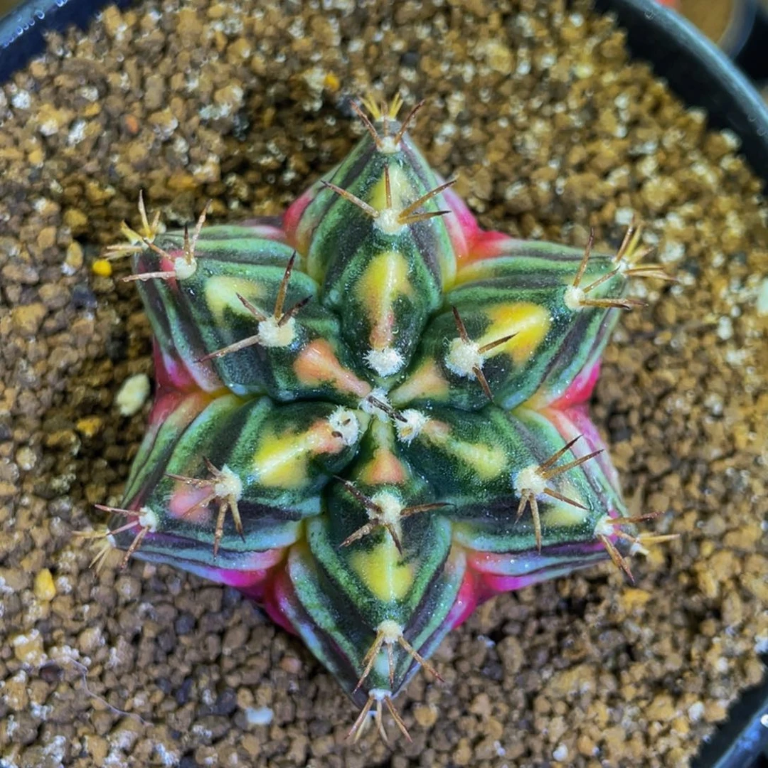 米哈星球00000000000016