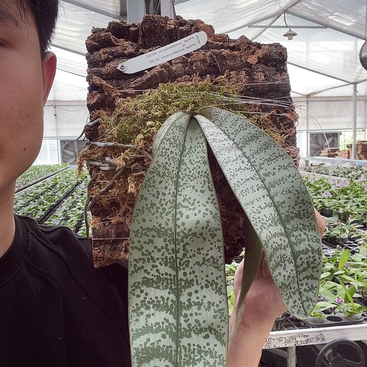 完全开放S66福利。