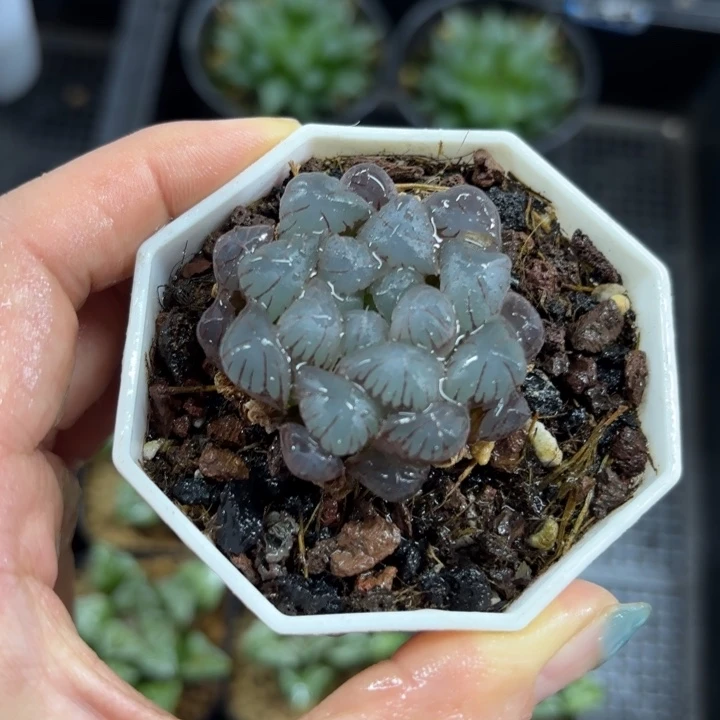 紫玉露白盘多肉植物
