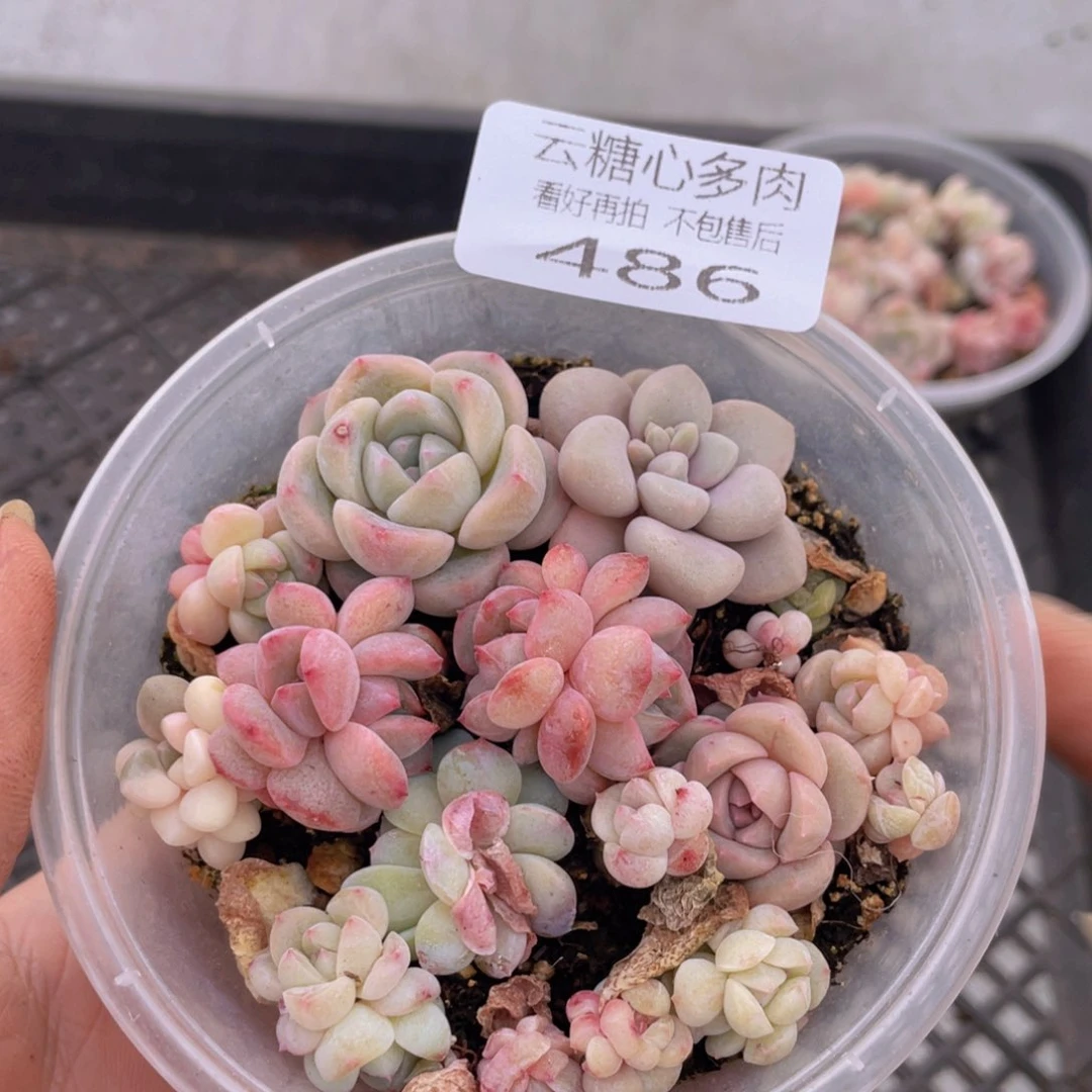 云糖心多肉植物486