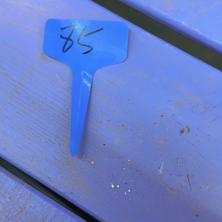 寄养专拍666666666