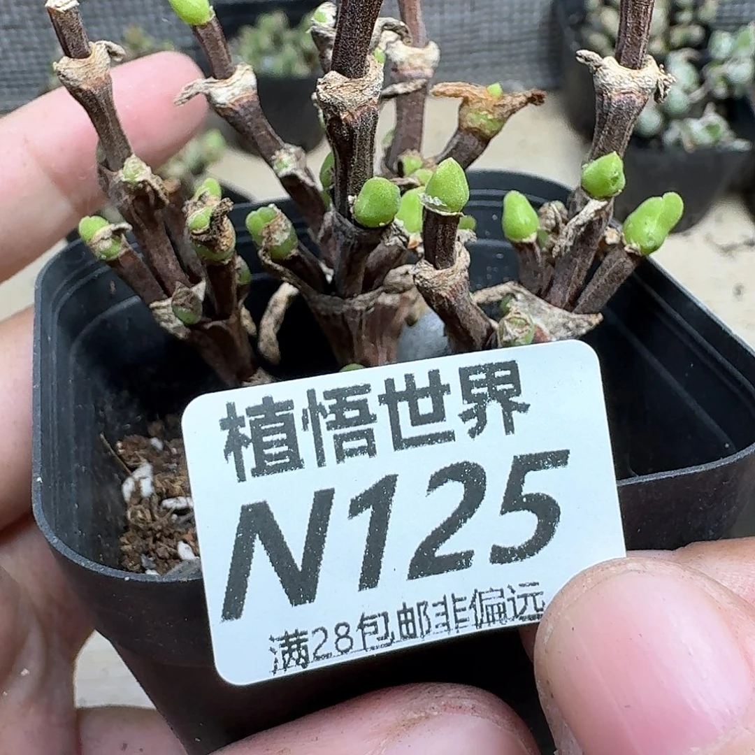 多肉我的嘴风格发布