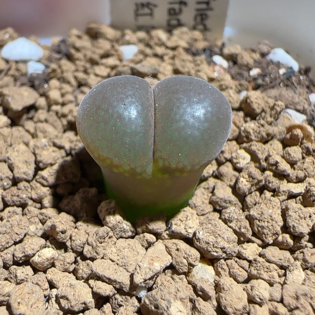 肉锥多肉植物组合-红风铃410