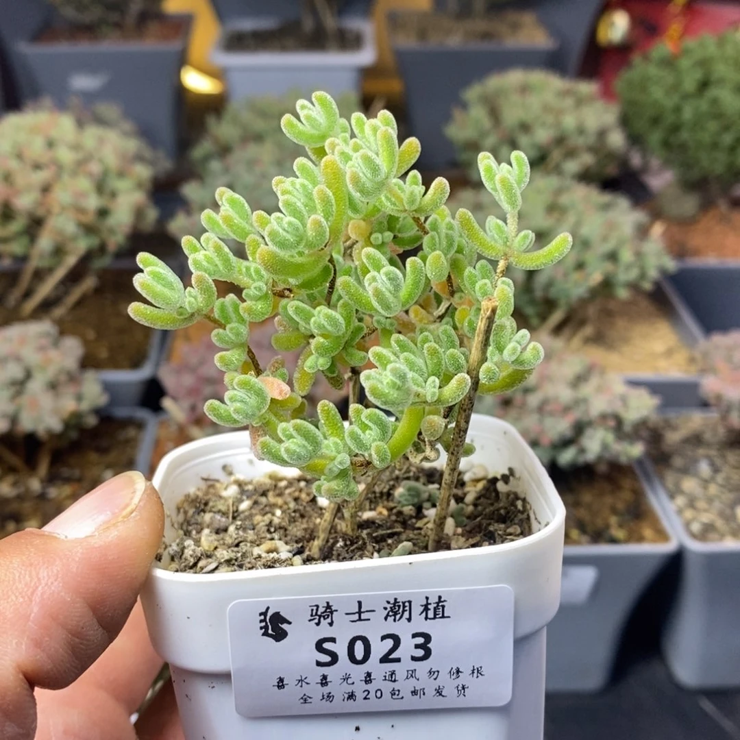 023冰晶杂橙叶枝干