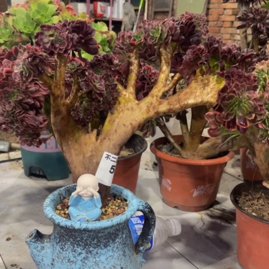 551，欧嘉莉缀送摆件包邮