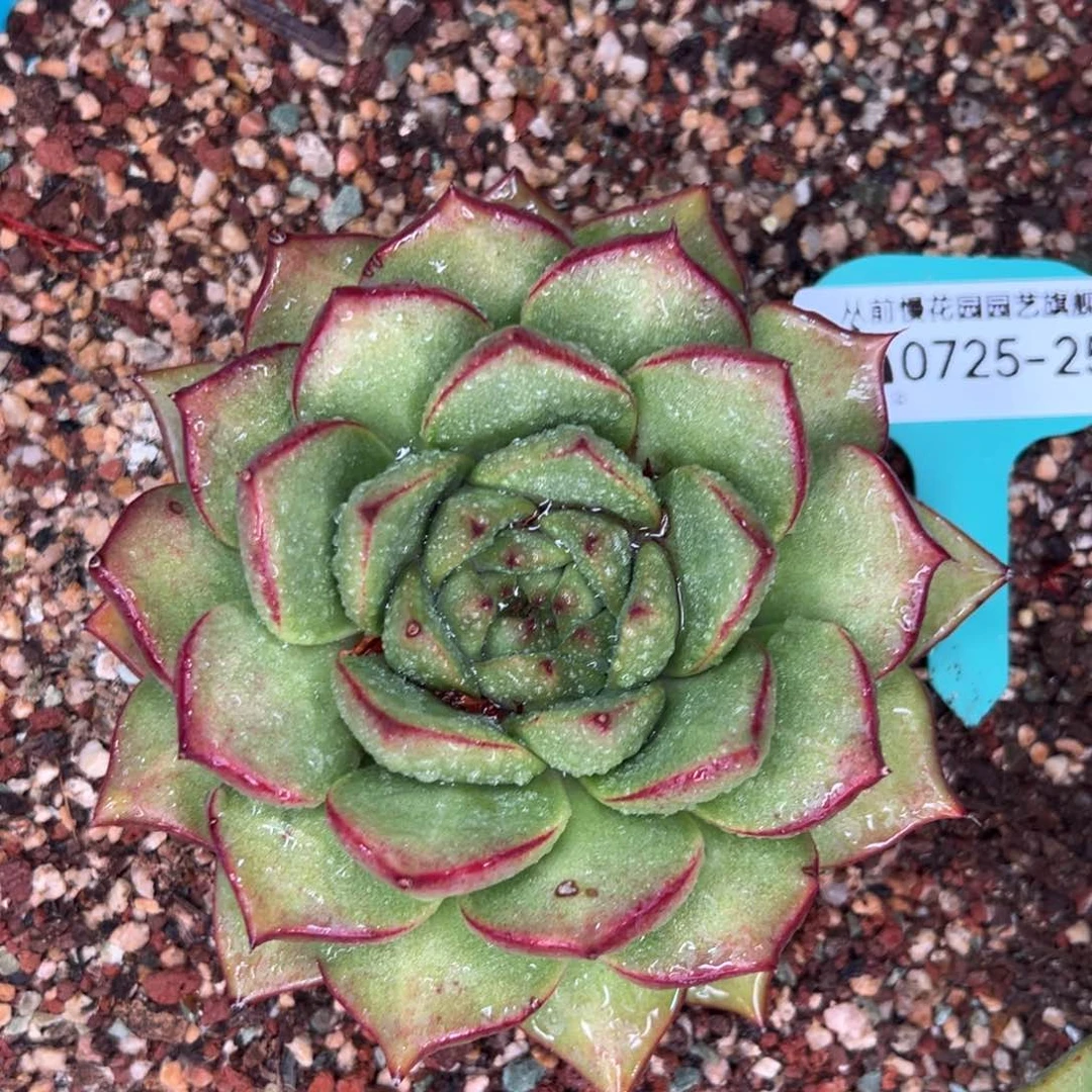 从前慢多肉精选编号0725.259