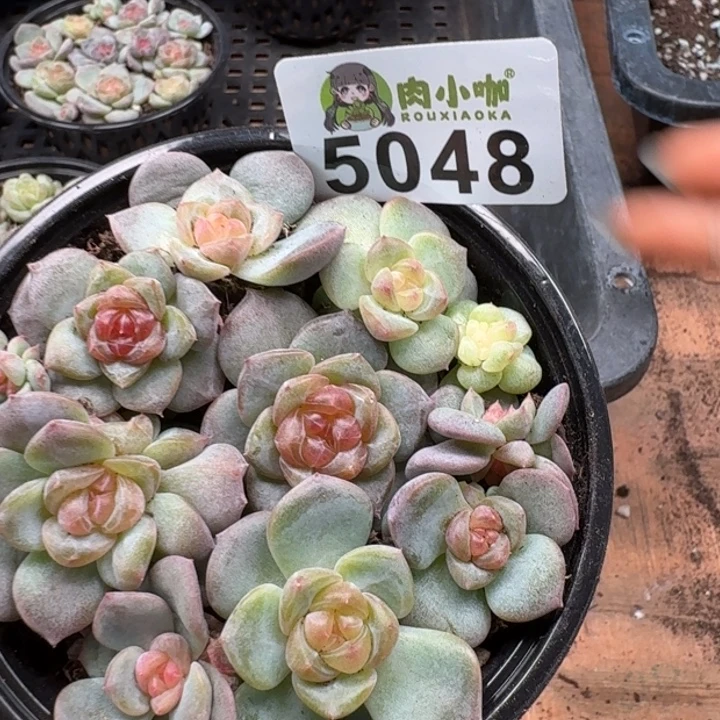 多肉植物多肉植物