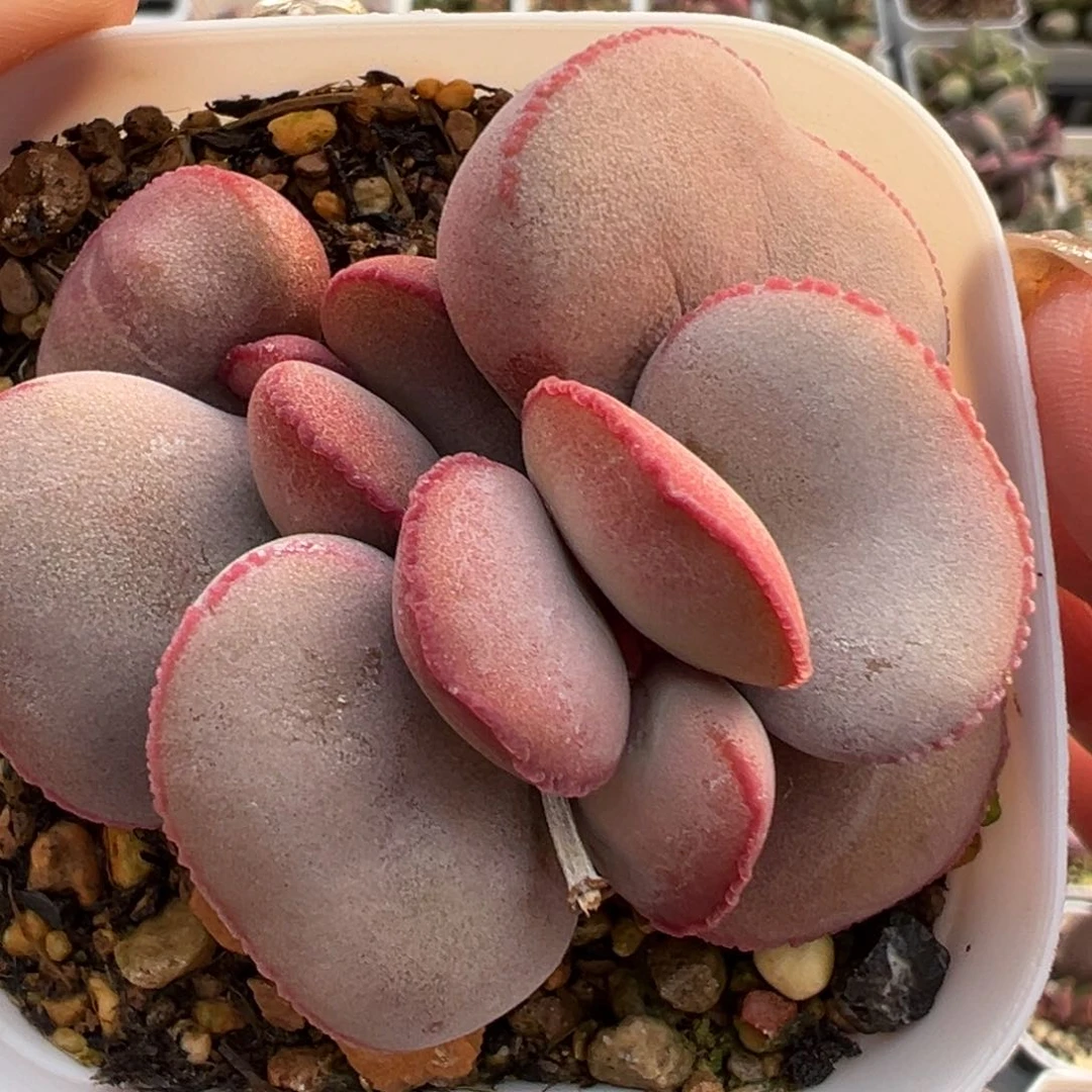 红蛋老桩多肉植物水泡