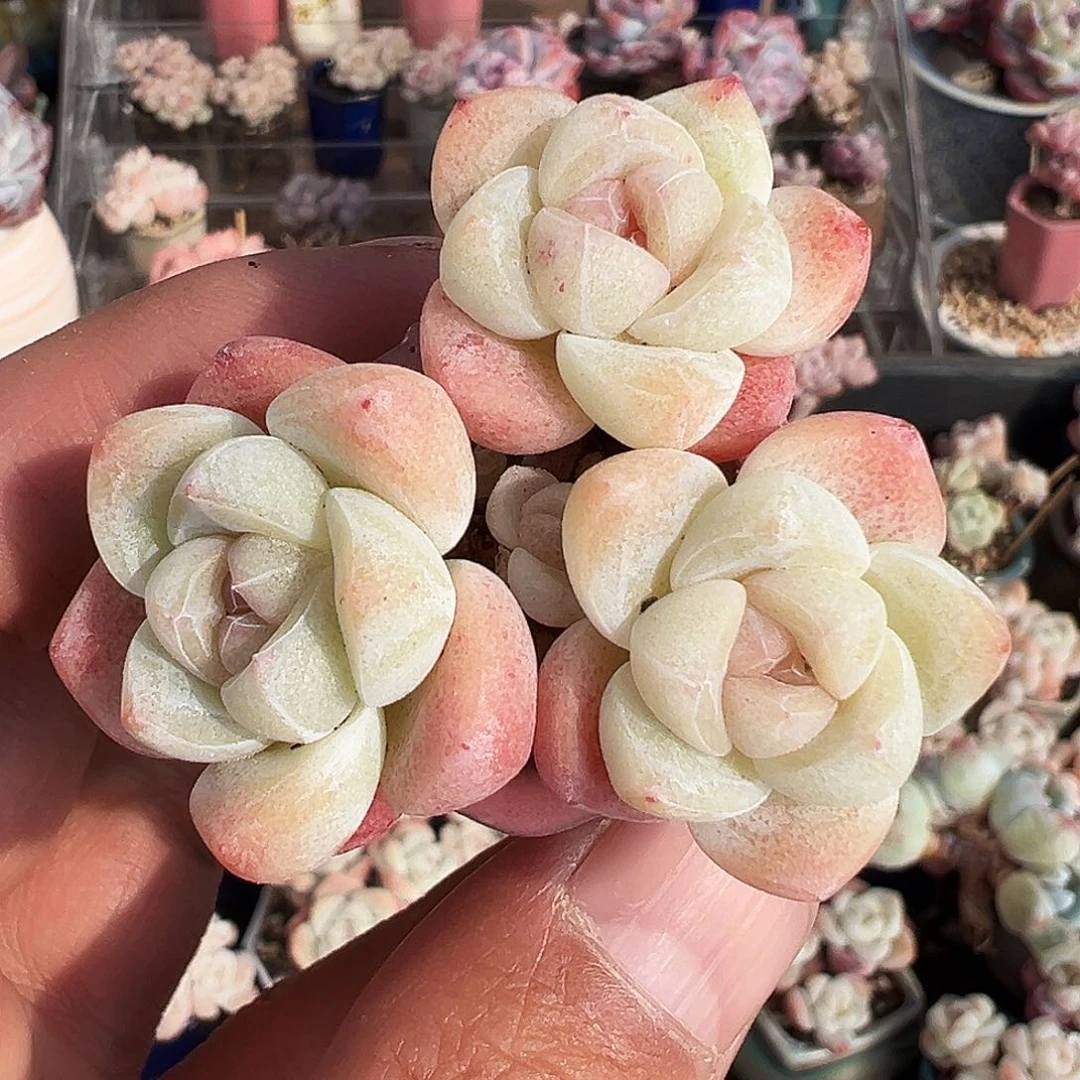 白底红心冰玉小脸群生1167