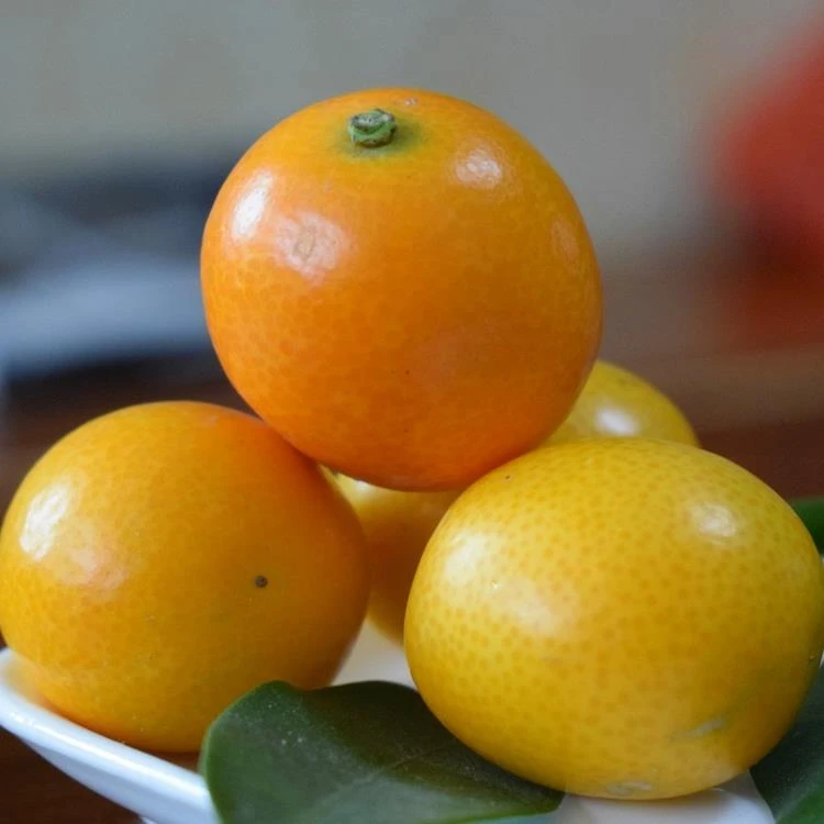 【5斤老品种油皮小金桔】现摘新鲜黄皮麻皮金钱橘酸甜孕妇水果柑