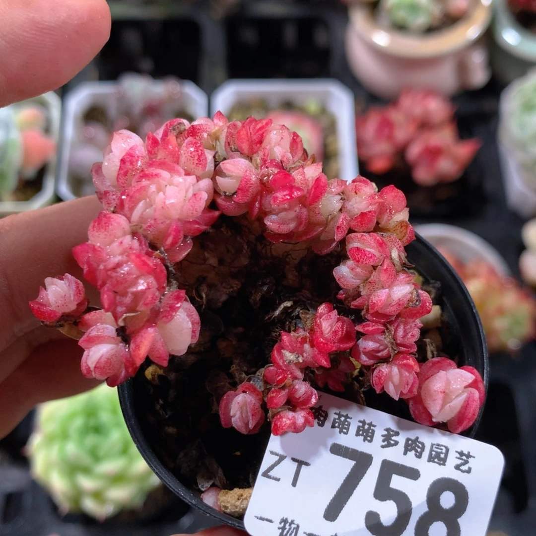 5CM拇指盆精控多肉ZT758