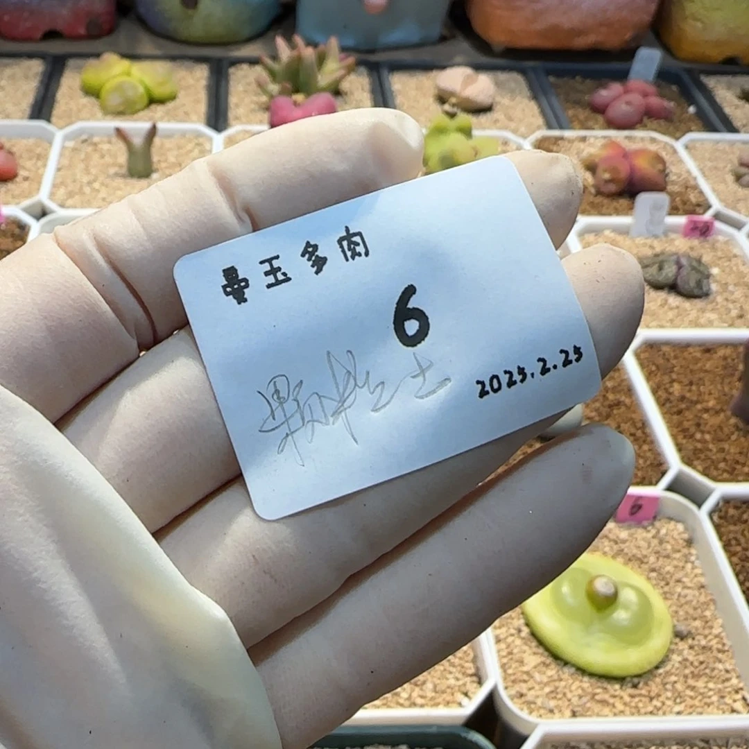 多肉颗粒土一包 （一升）