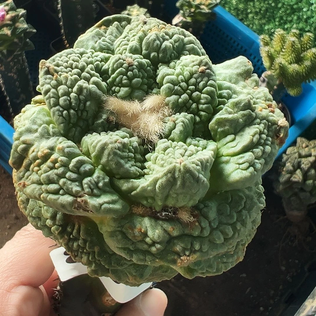 无花朵福利龟甲牡丹894