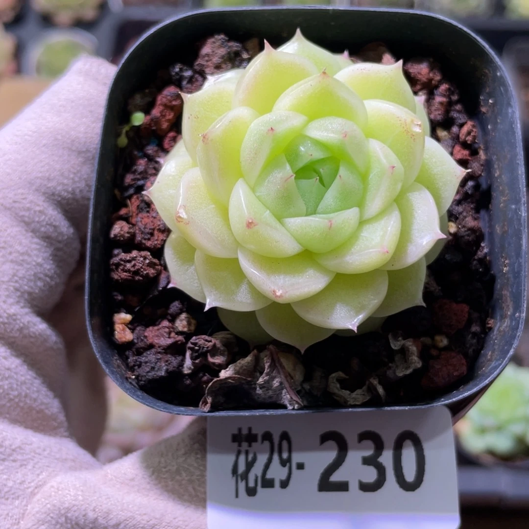 花利美29-230麦秆