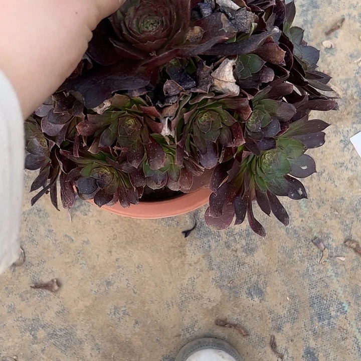 丸*Z多肉法师植物链接43