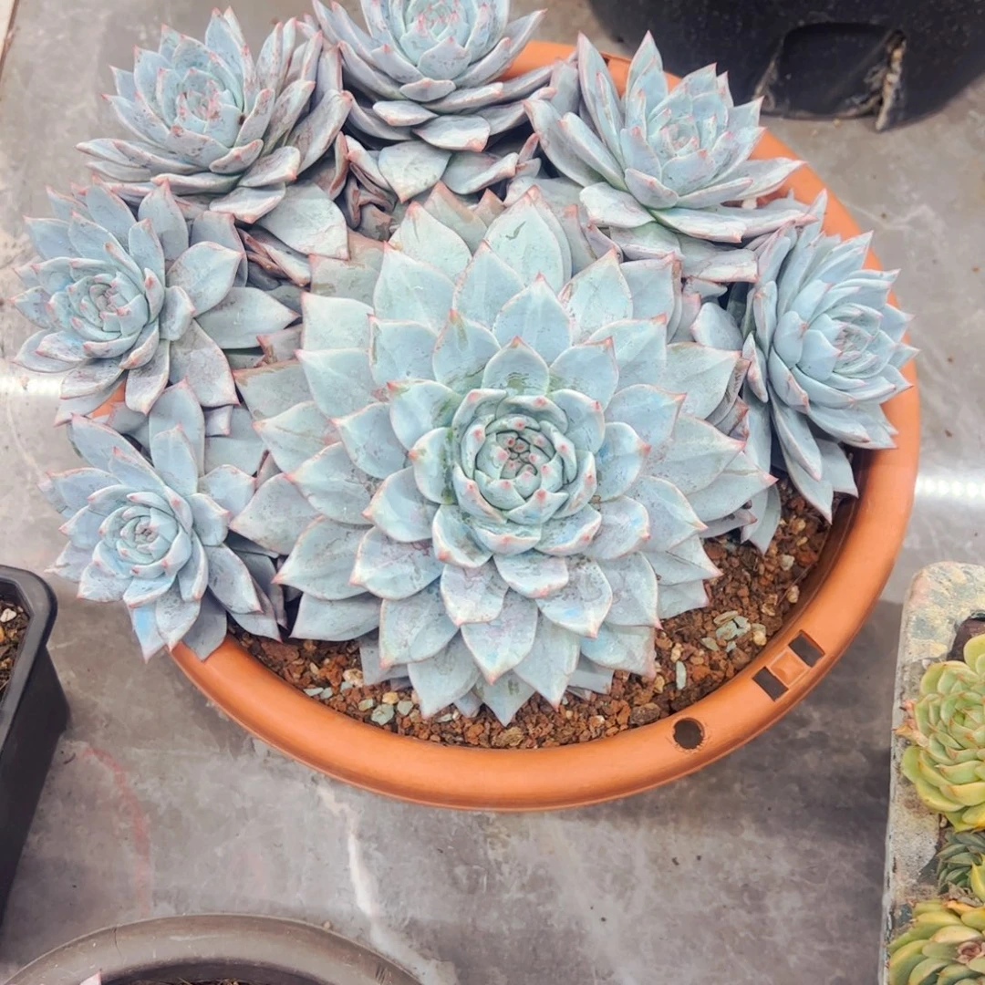 美***）多肉植物组合盆栽