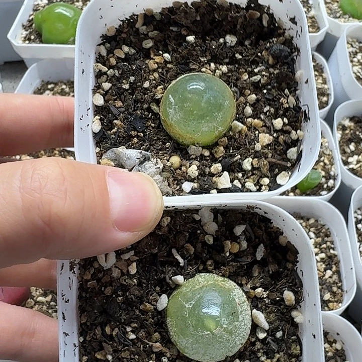 老马生石花2.1灯泡2449