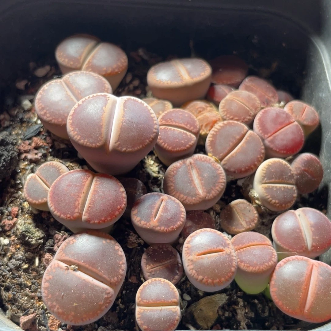 今晚大盆特价更新～10