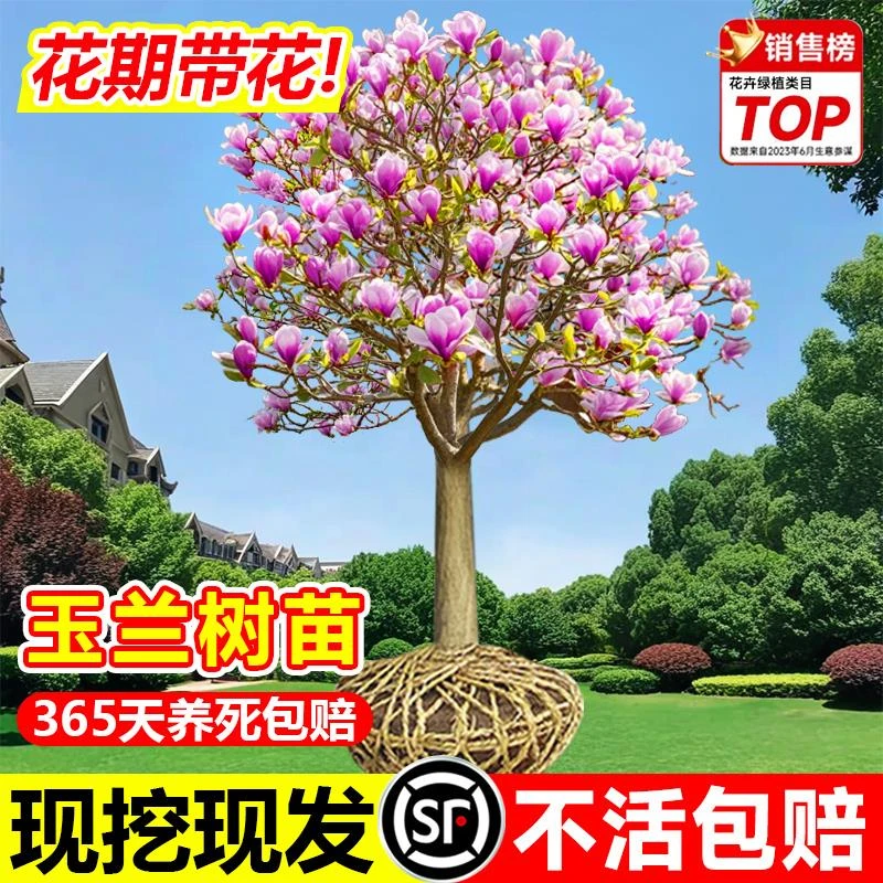 玉兰花树苗带花苞庭院室外四季好养红白黄紫玉兰花盆栽花卉耐寒树