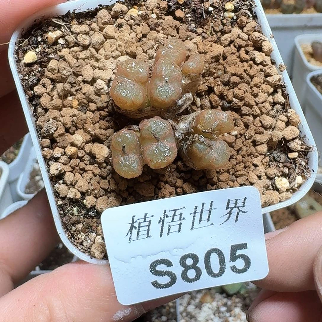 805个多肉植物哇f f
