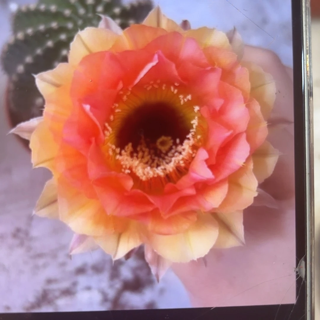 彩草1-11号6公分左右