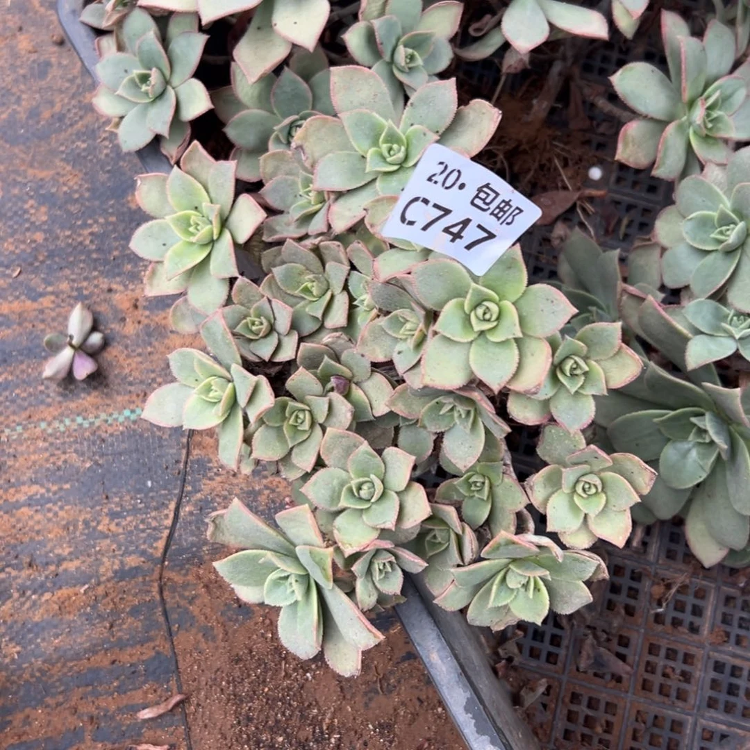 747艳日会，多肉法师