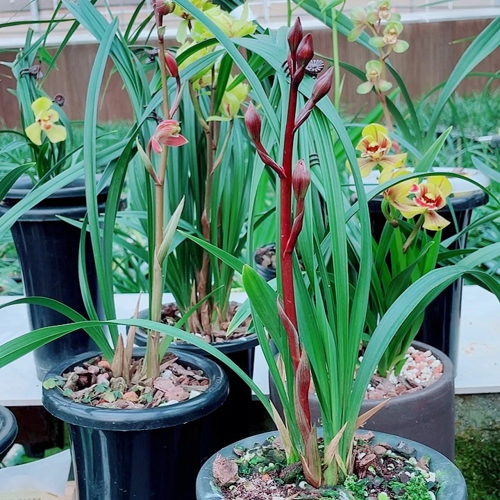 用***1完全开放一物一漂亮