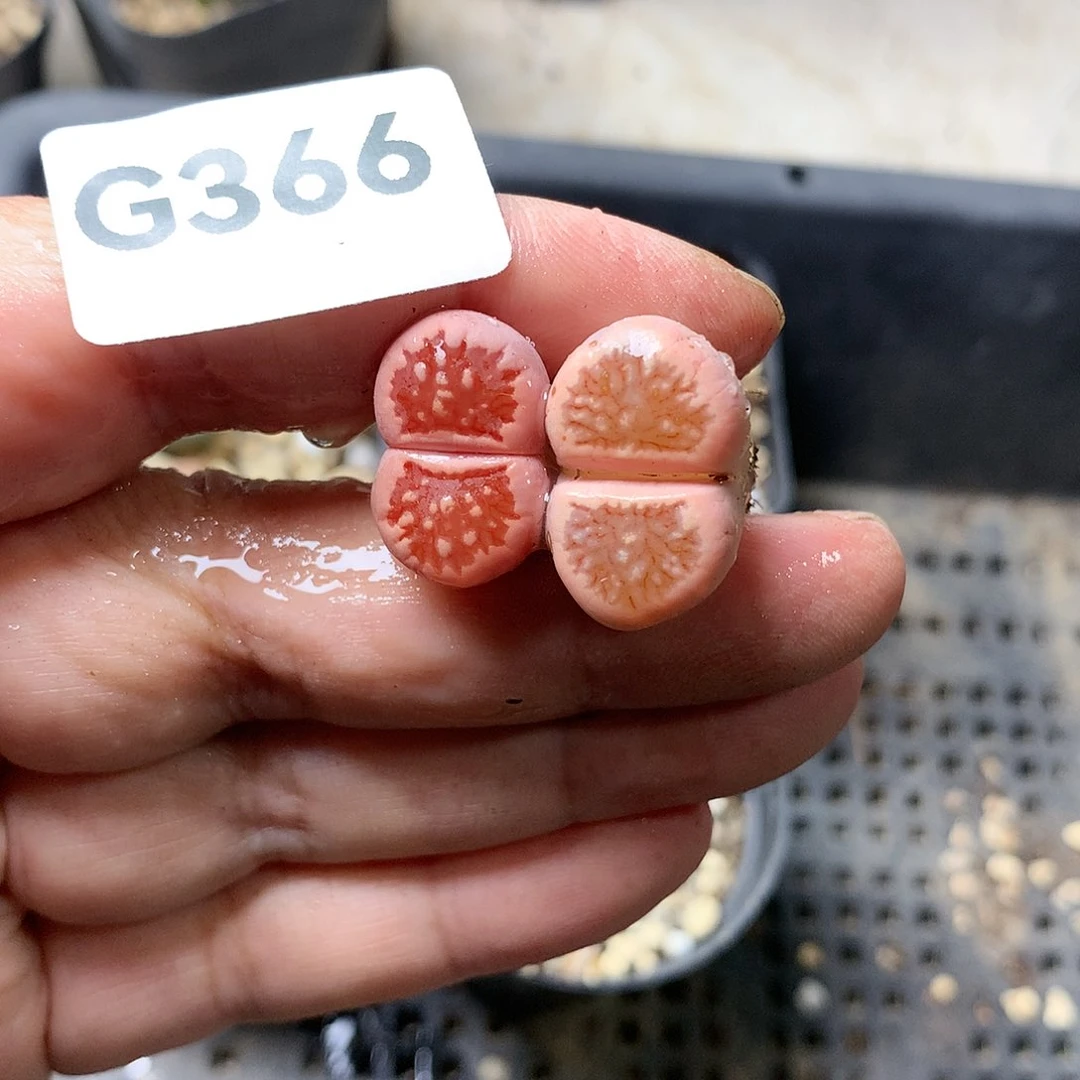 稻*G366多肉植物保护研究所