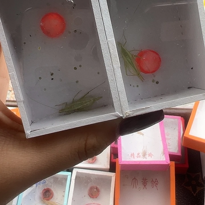 青竹蛉两只…………………