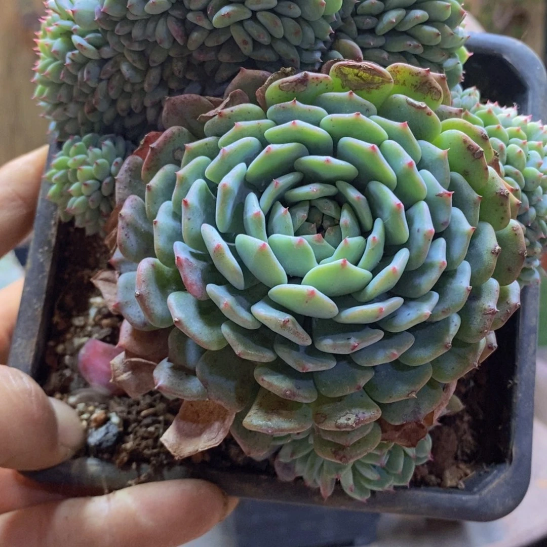 ?****A182号白胖子缀