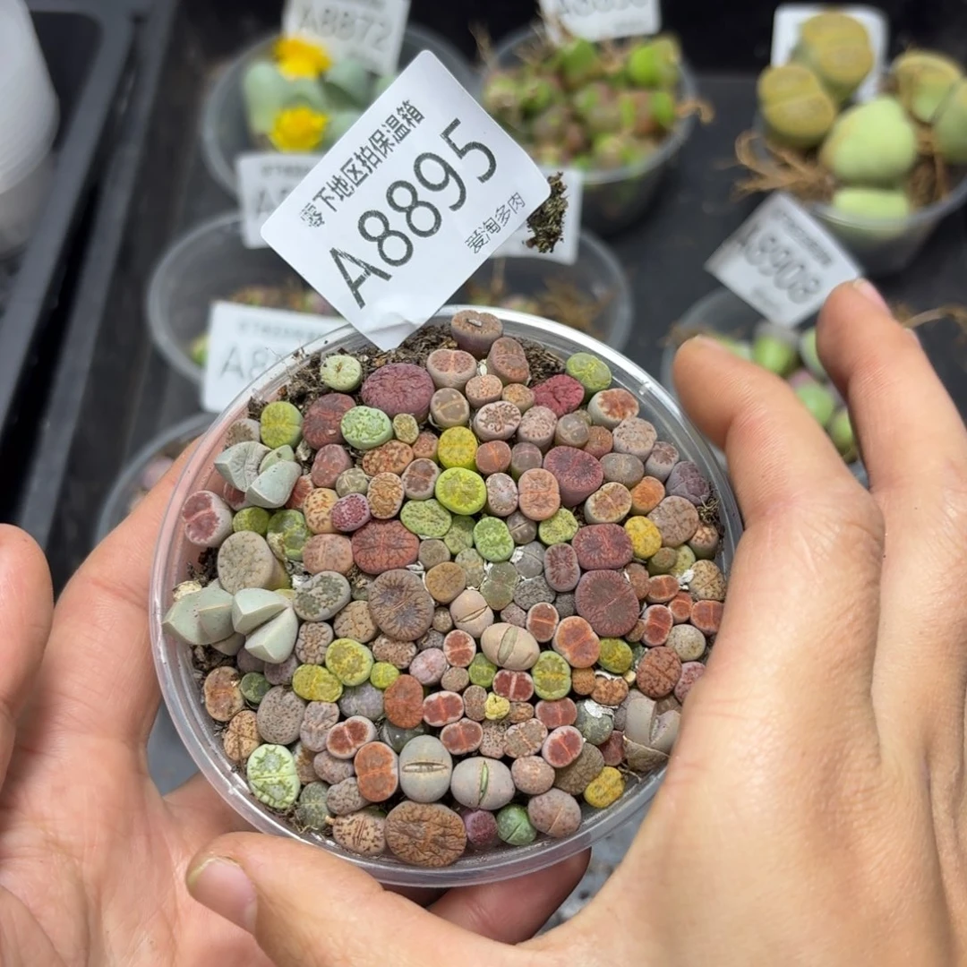 8895––零下地区需拍保温箱