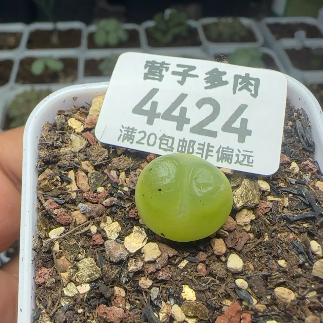 拉登1.4➕脱土1200。
