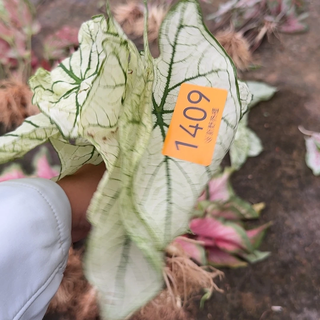 完全开放1408白色恋人7裸球不售后