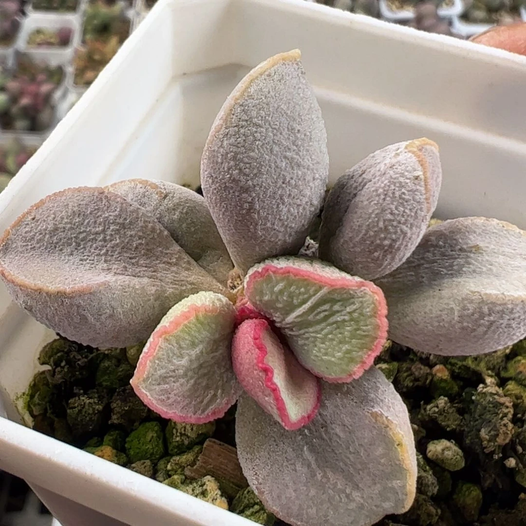粉雪蛋多肉植物水泡