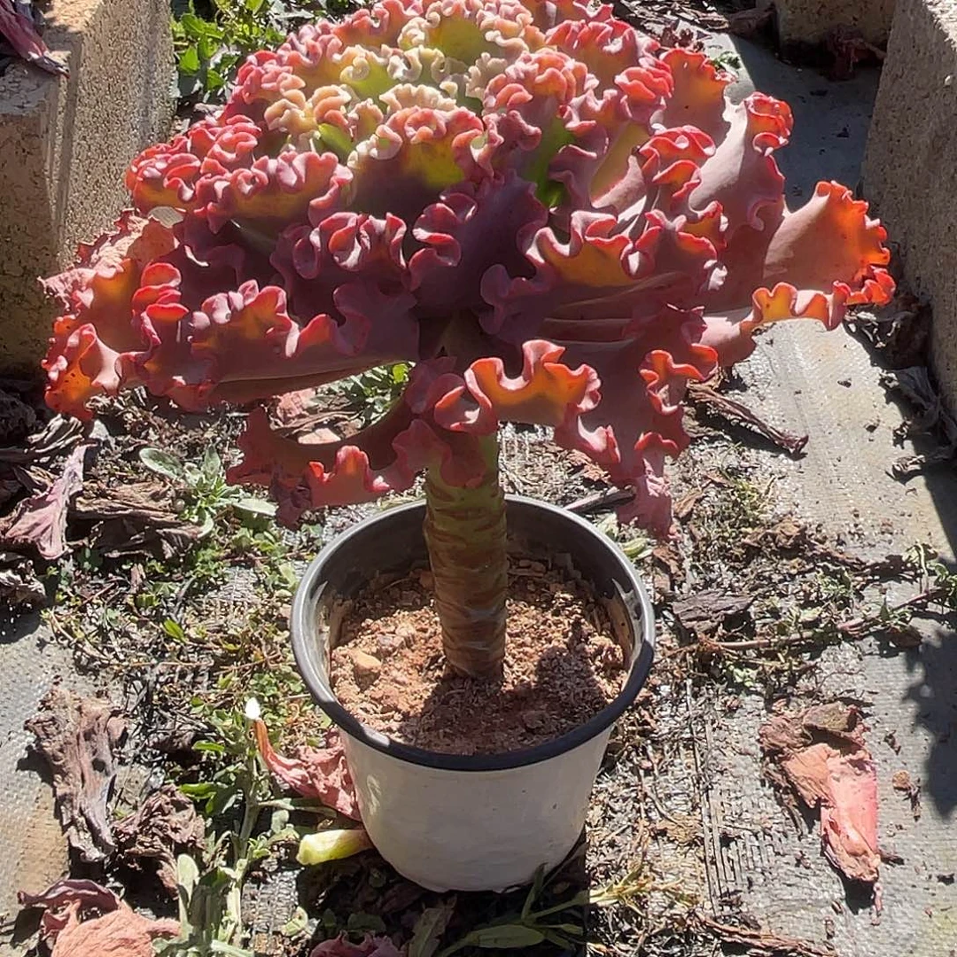 努***行A 5 2包菜系列多肉植物1棵