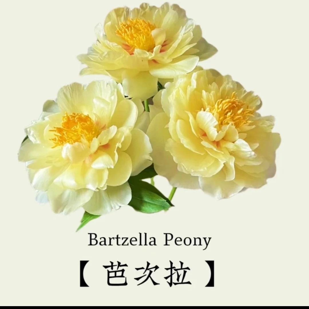 进口观赏芍药【巴茨拉】基地直发