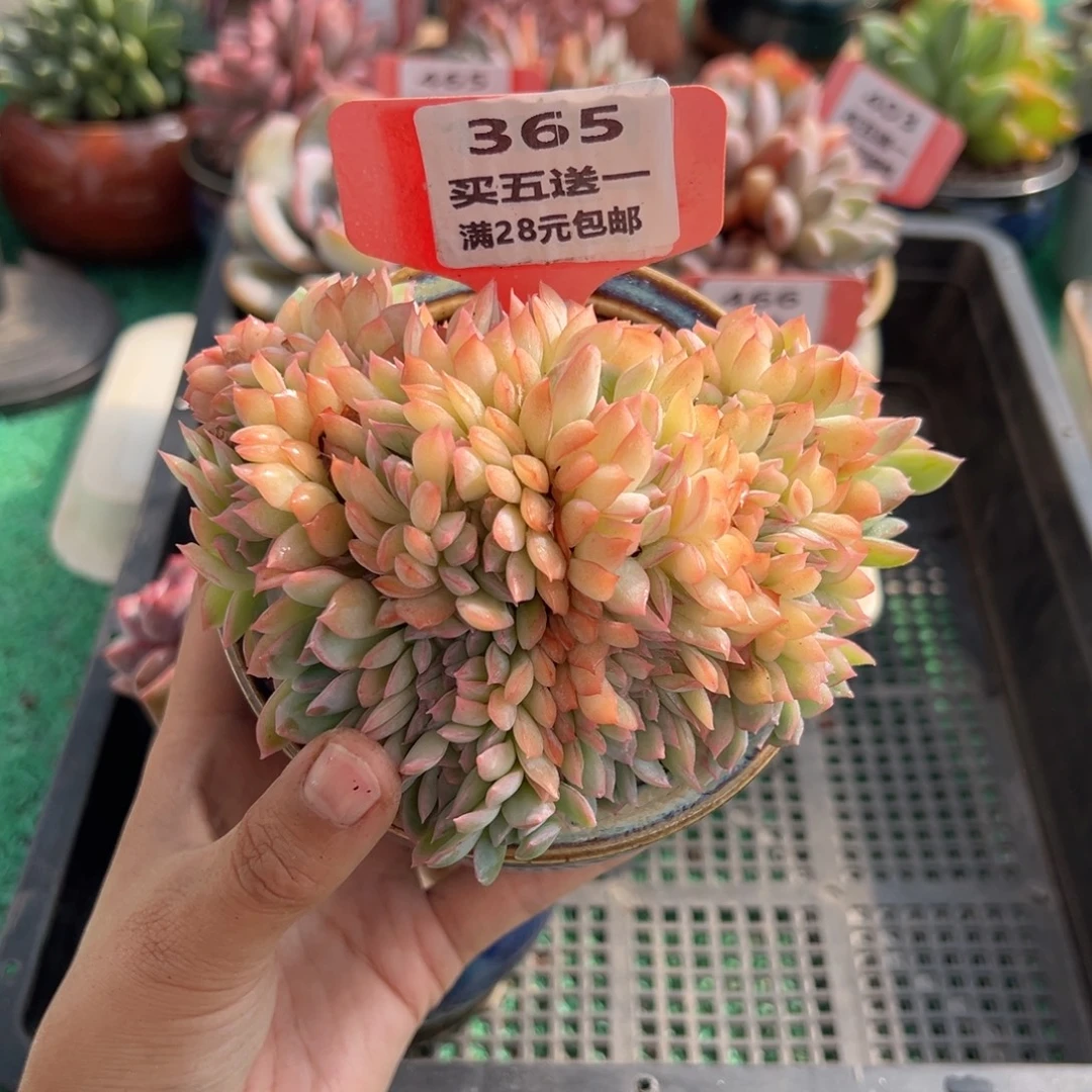 表妹精品多肉植物365.