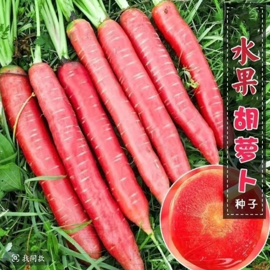 糖心水果胡萝卜种子四季波玫瑰红红萝卜种籽甜脆红胡萝卜种子