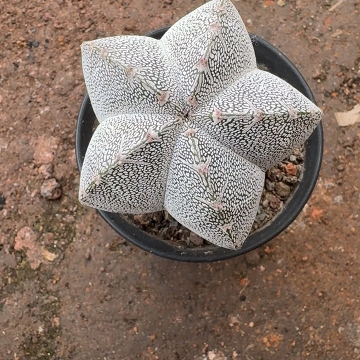 尚***綸当前无花栽培后可以开花恩冢V纹鸾凤玉