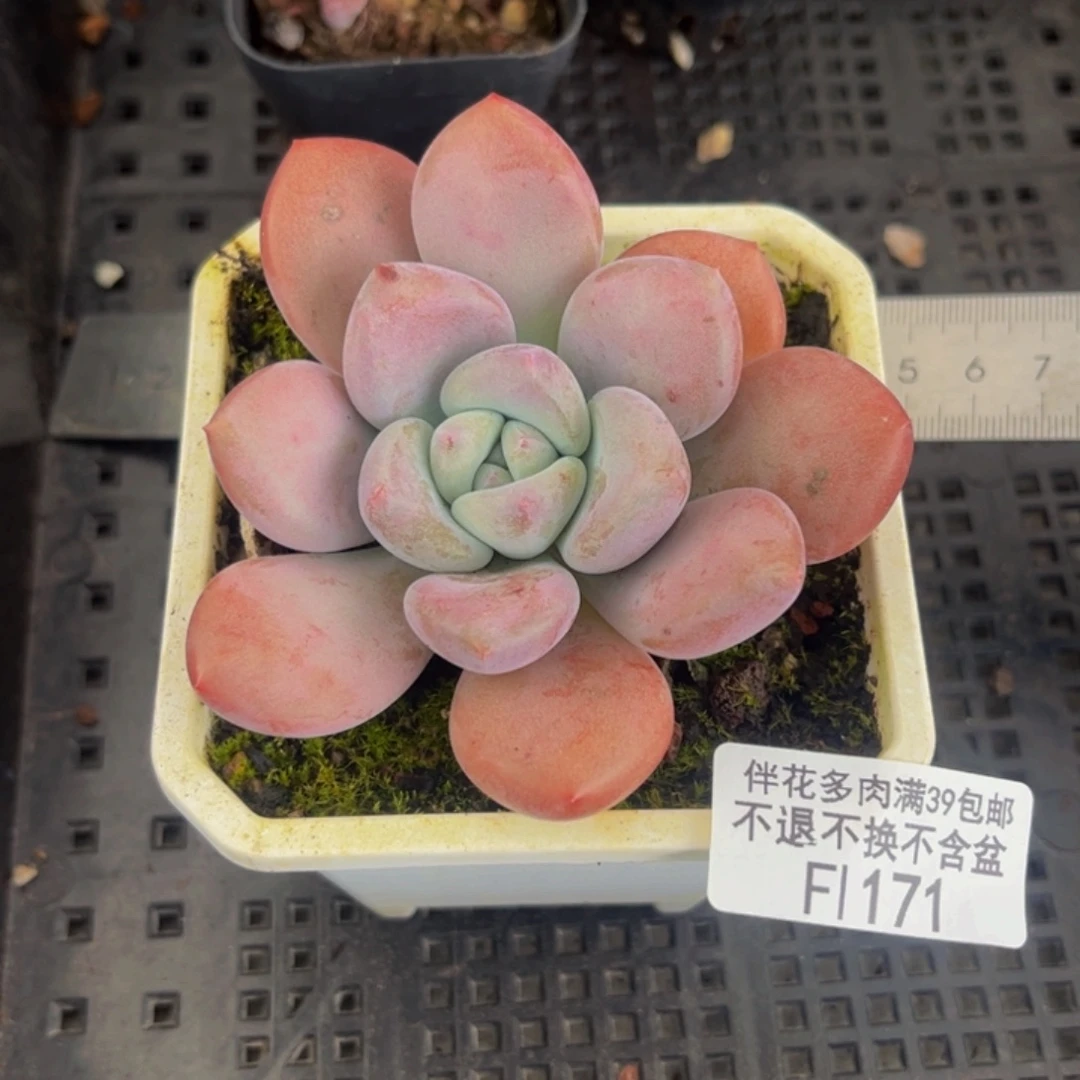 171-奥普琳娜多肉6cm