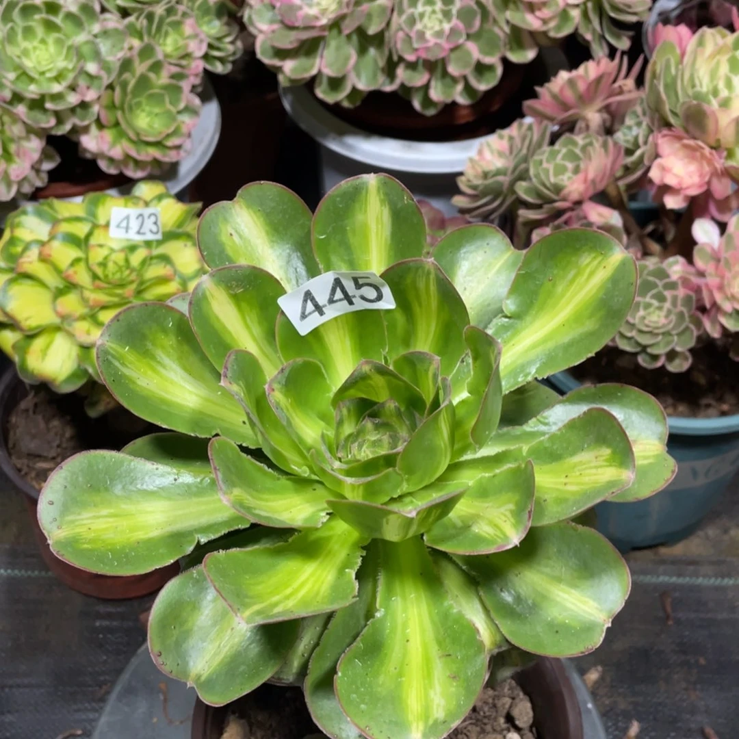 燕姿中斑多肉植物