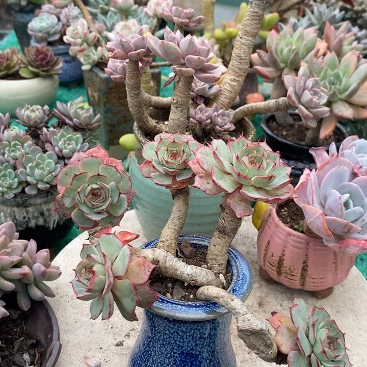 夜***静无名多肉老桩无砍