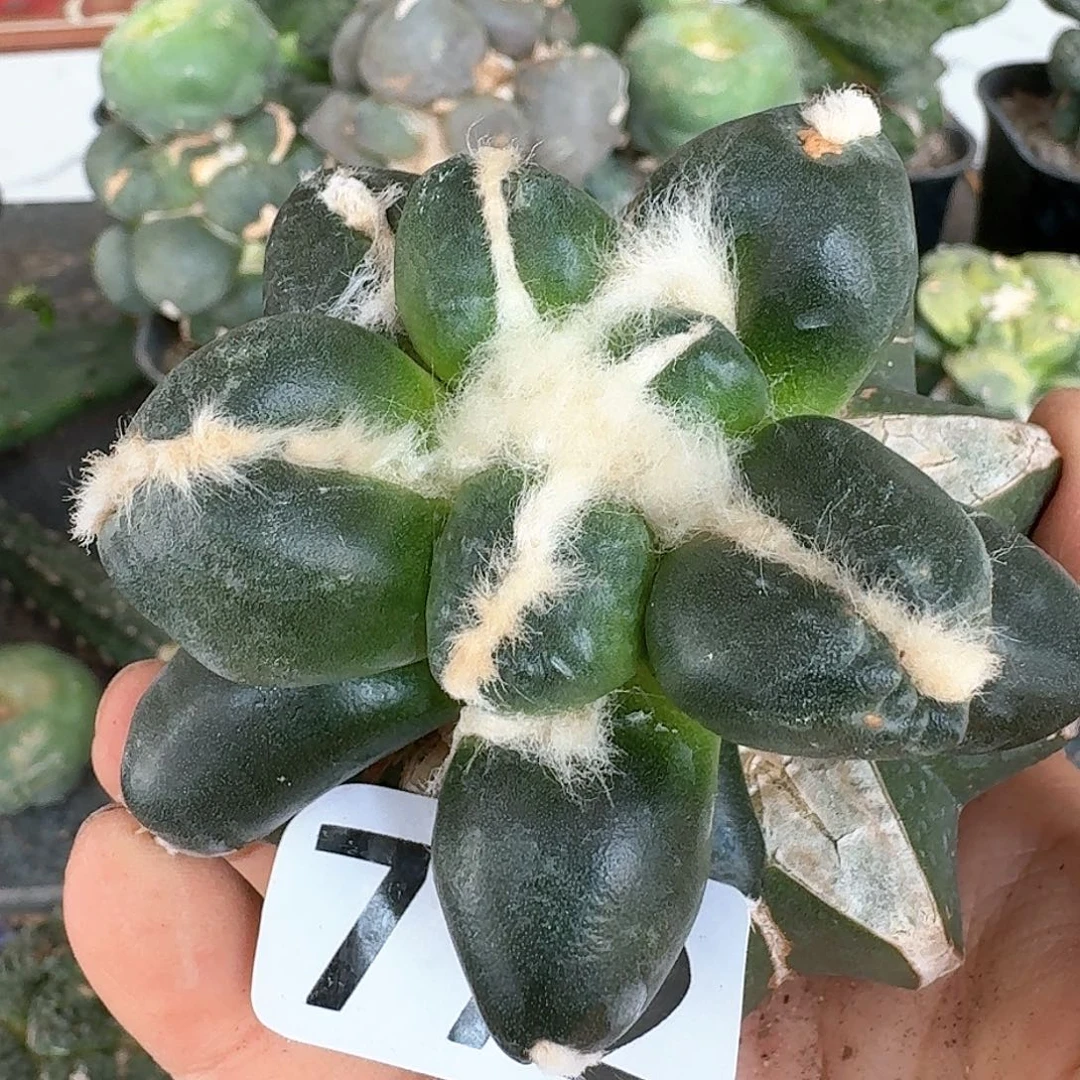 【闪购商品】无花朵大型体蛋尤772