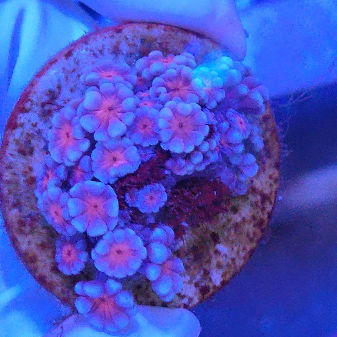 智海珊瑚不支持退货不包邮接受下单