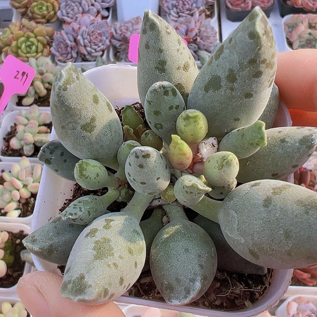 大海豹19包邮多肉